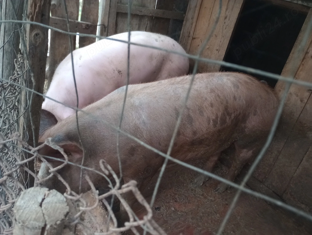 Vând porci de carne