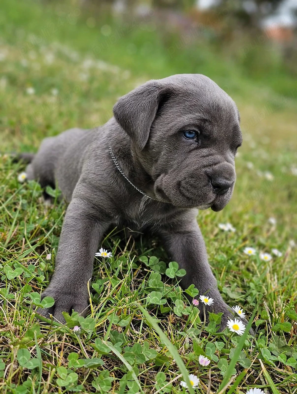 Pui cane corso blue 