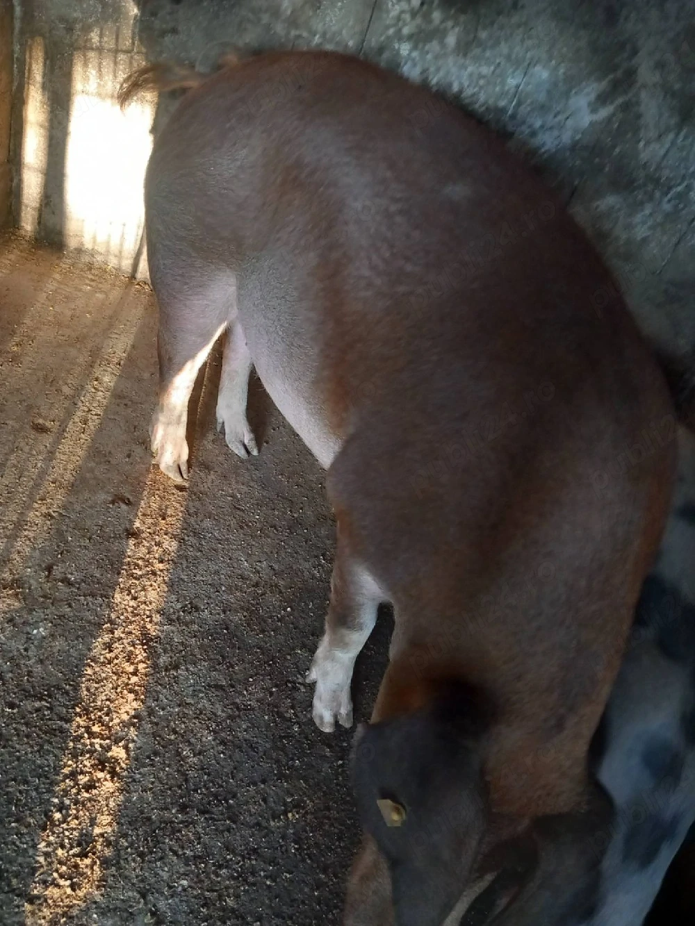 vând porc 