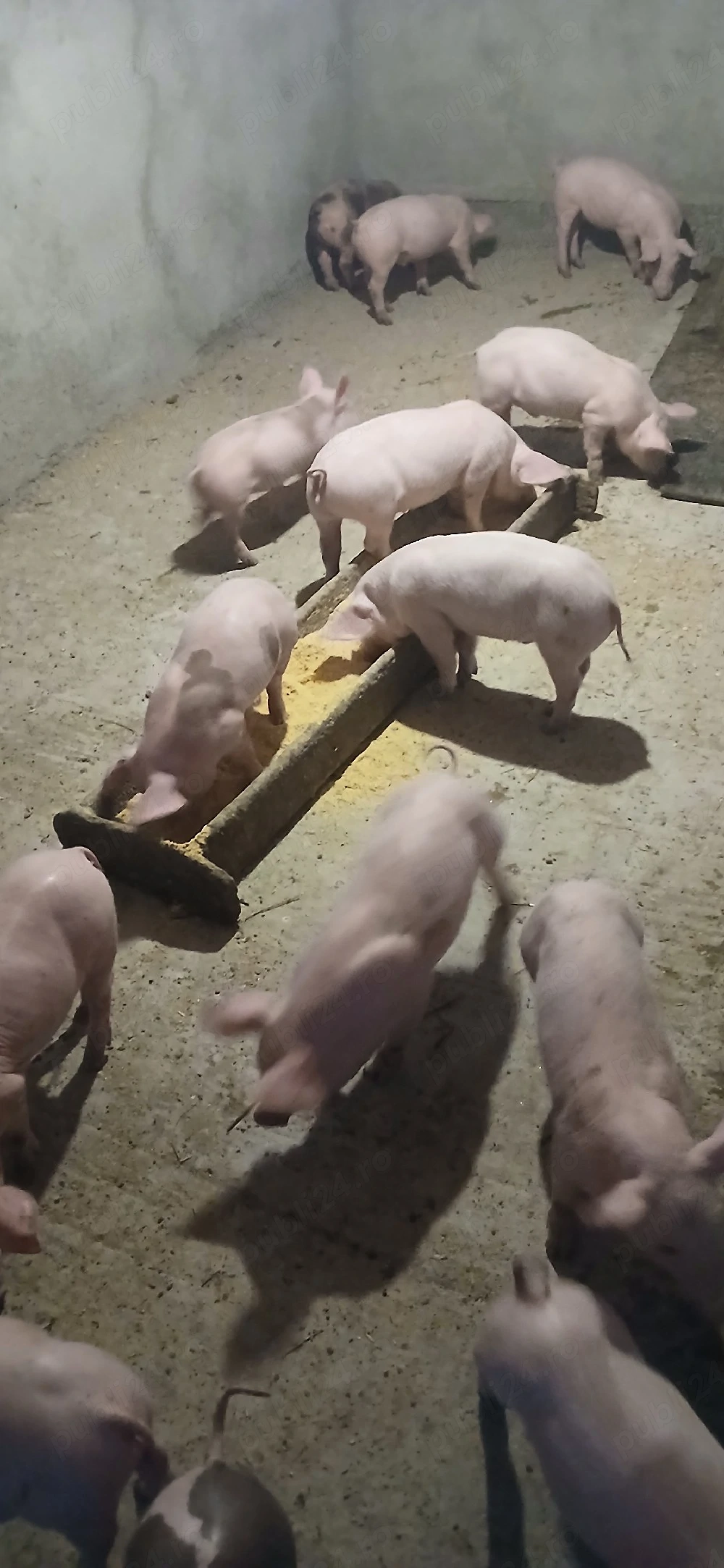 Purcei Pietrean de vânzare