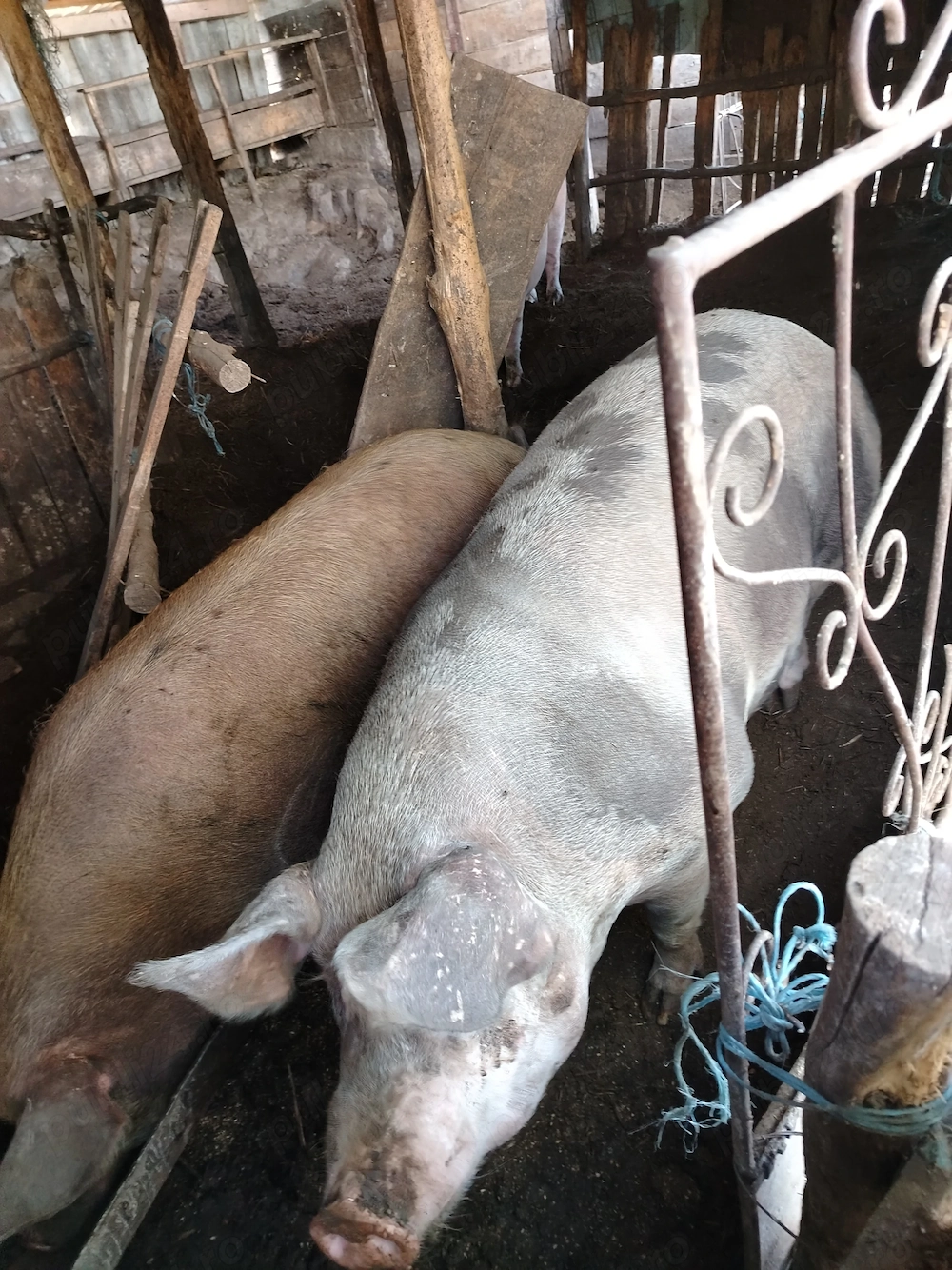 Porci de vânzare 