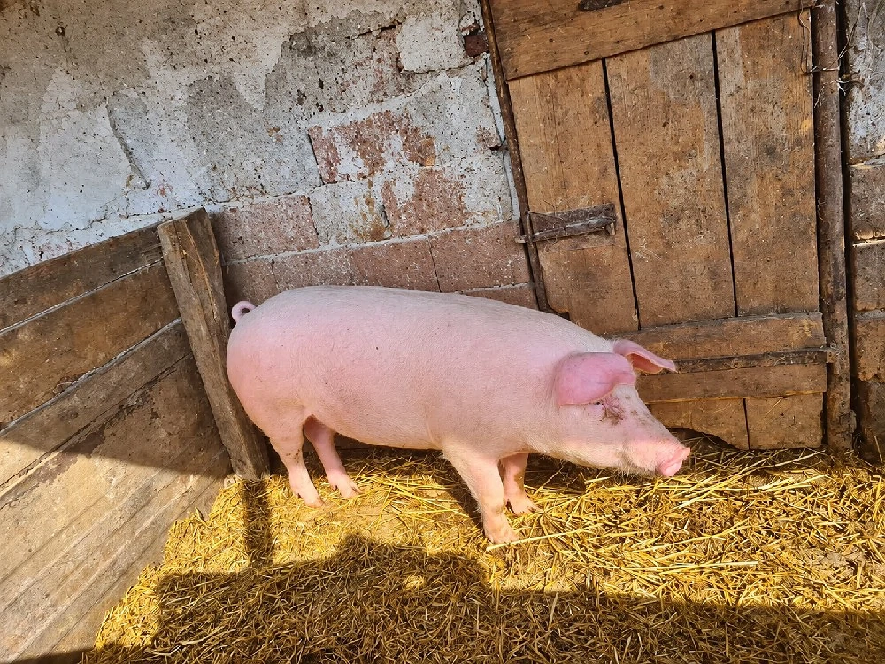vand porci pe diferite categorii de vârstă 