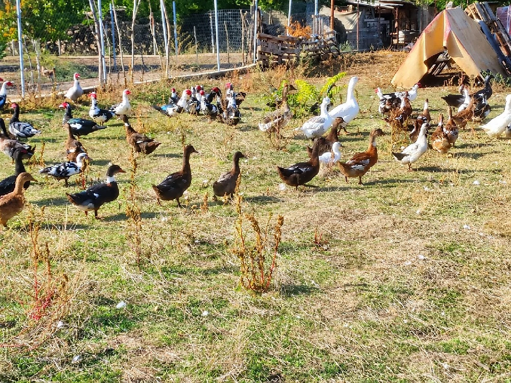 vand rățoi muți si rațe măcănitoare 