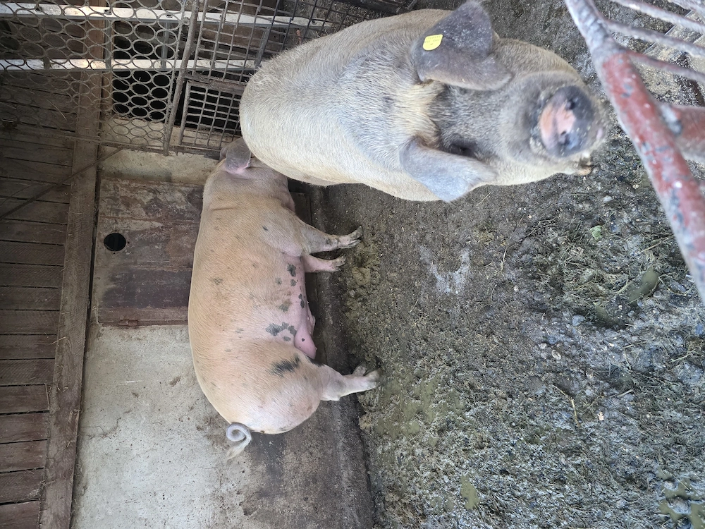 Se vinde porc rasa duroc cu marele alb