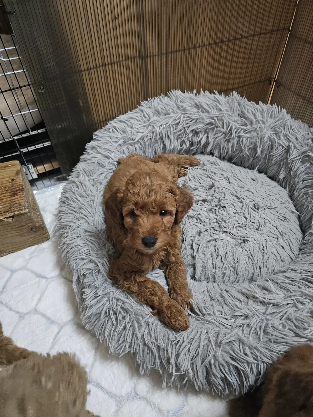 Caniche pitic  Poodle mini 