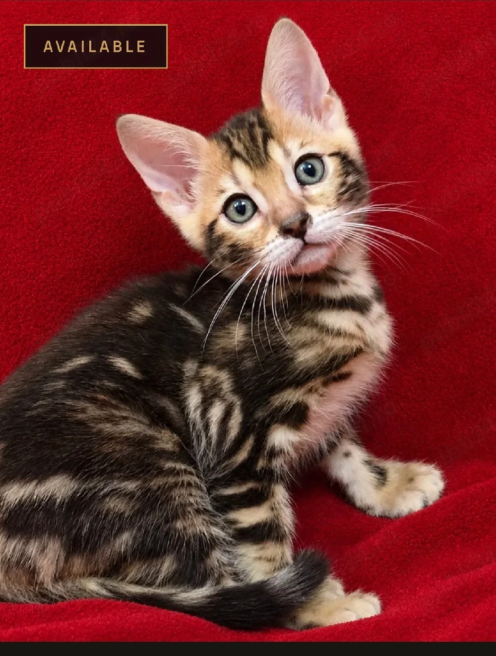 Bengal brown marble female