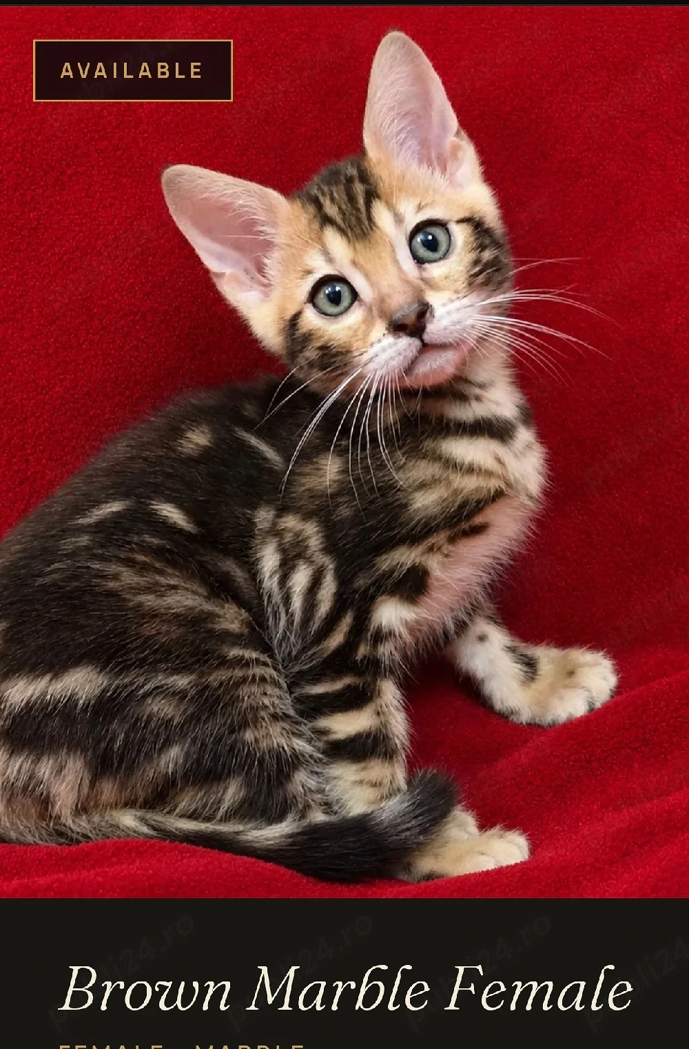  Bengal brown marble female