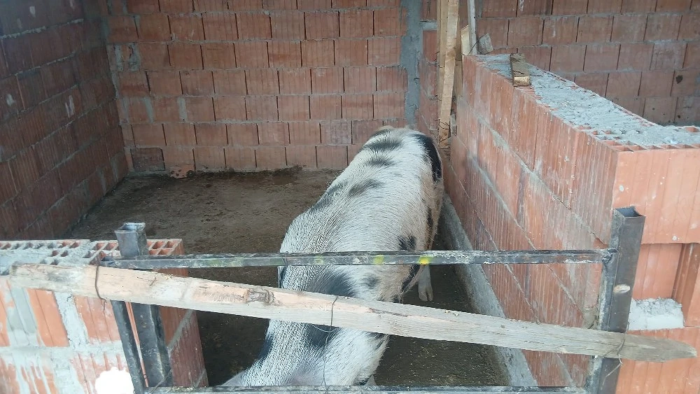 vand porci de taiat 