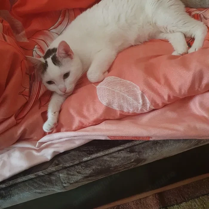  Ofer spre adopție pisică !