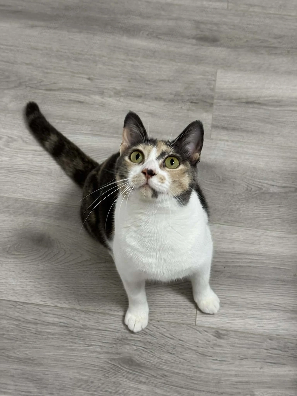 Pisicuta pentru adoptie URGENT