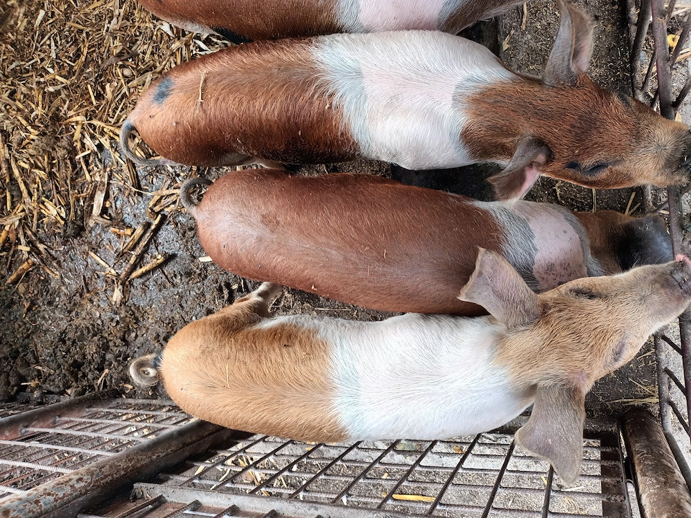 Porci de carne Duroc cu Marele Alb