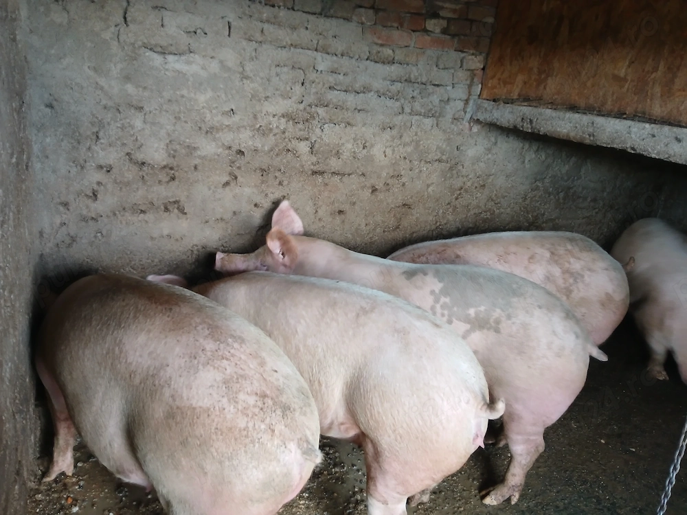 Vand porci crescuți natural