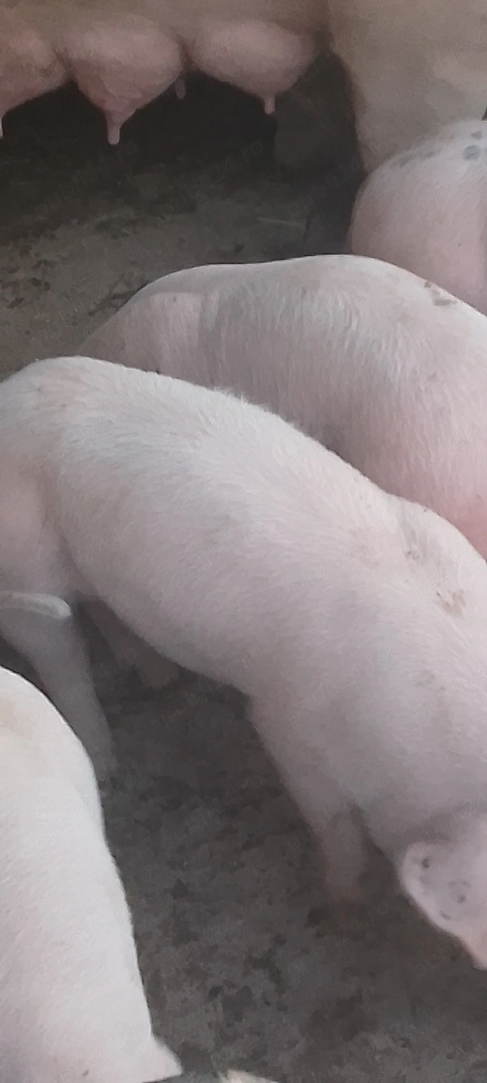 purcei foarte frumoși rasa Pietrain cu Landrace - carne 400 lei bucata 