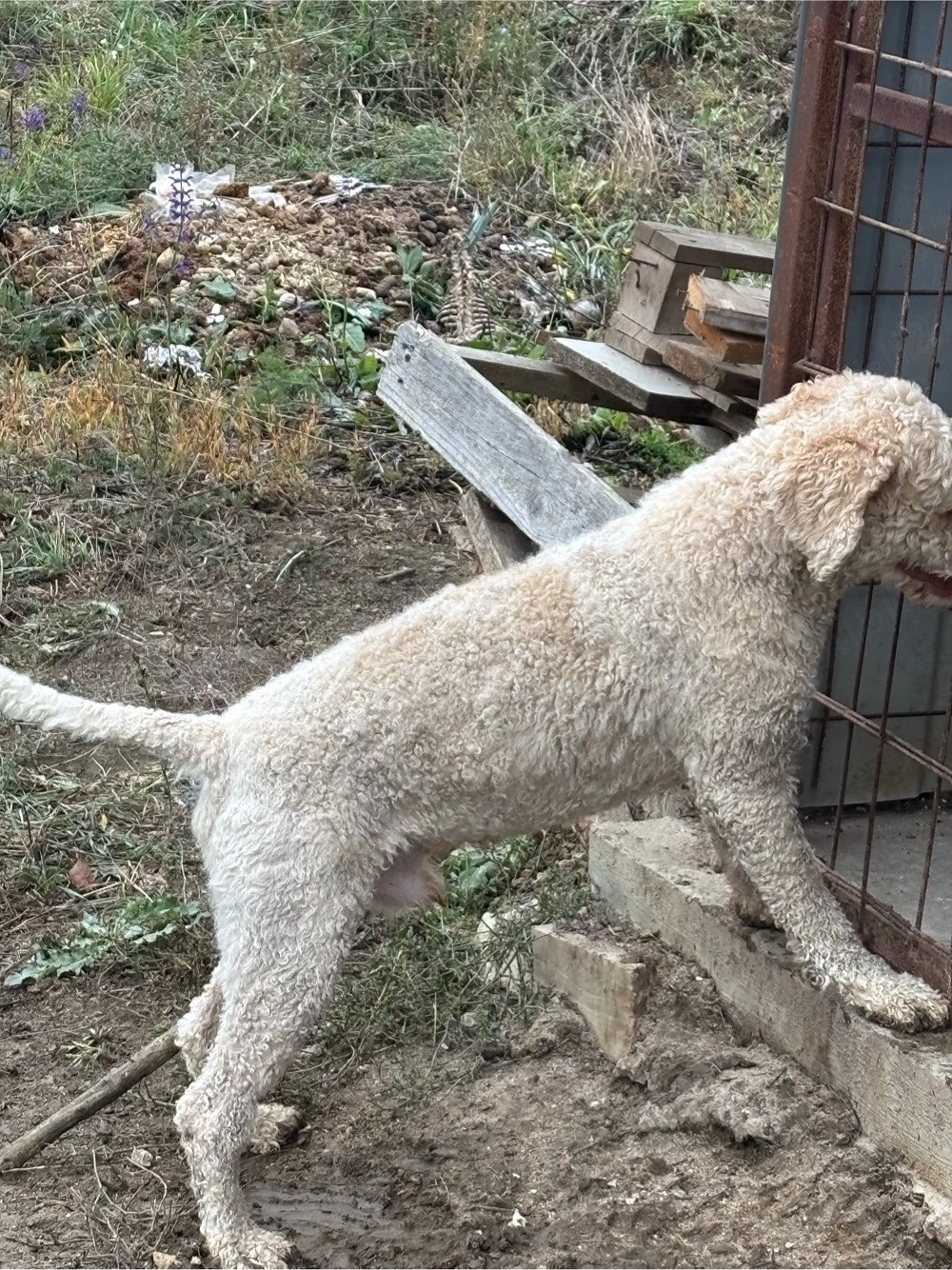 mascula lagotto de 3 ani