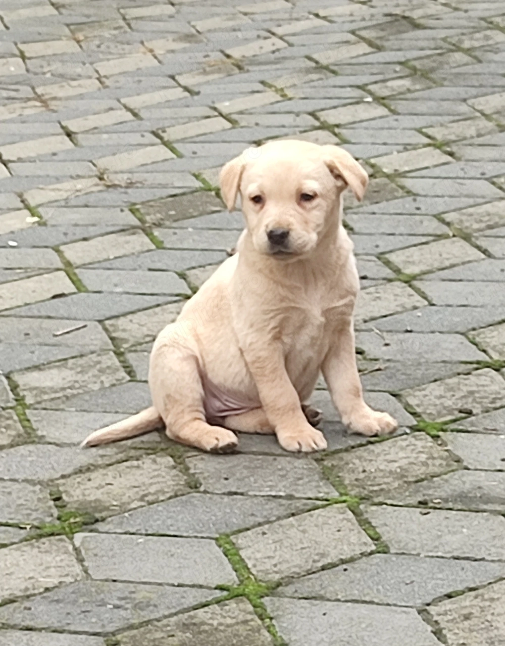 Pui Labrador retriever 