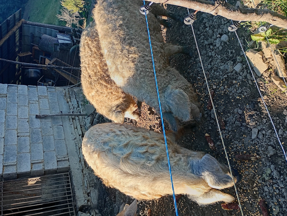 Porci Mangalița 