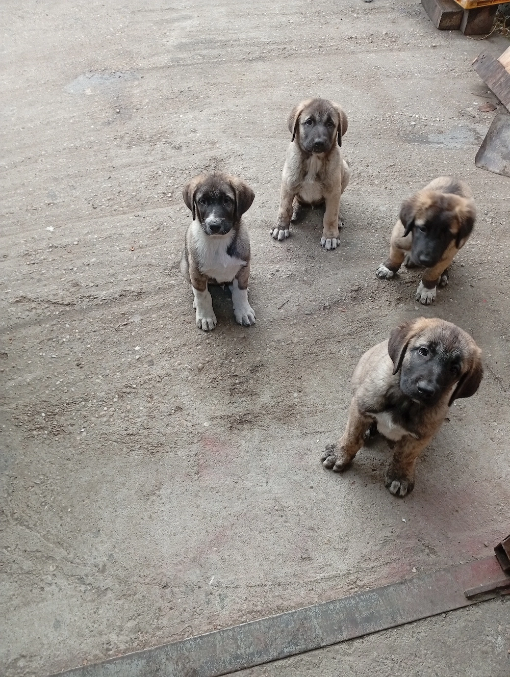 Căței kangal 3 luni 