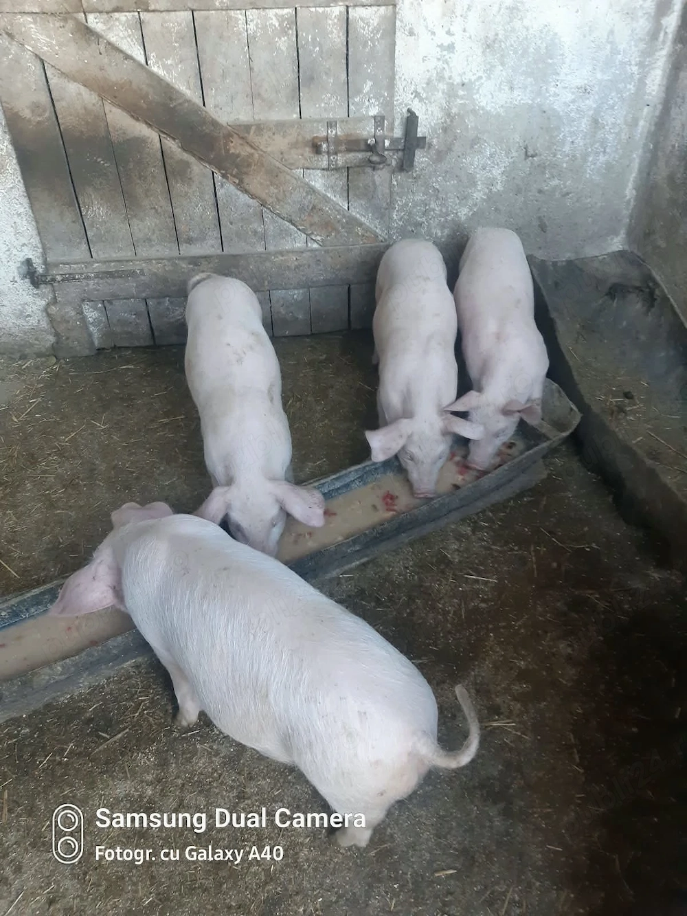 Vând purcei de 9 săptămâni 