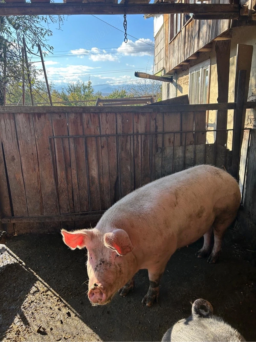 vand porc 