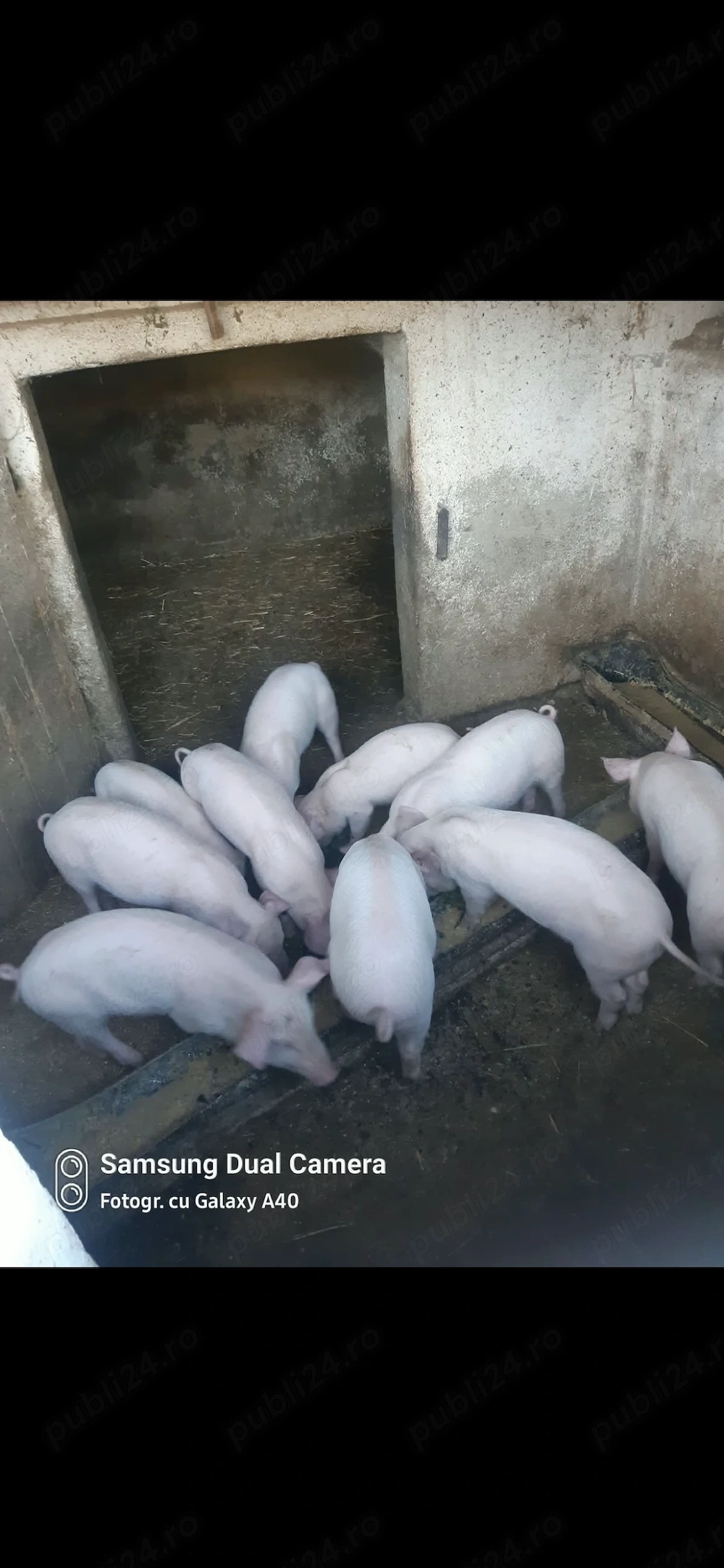 Vând purcei de 8 săptămâni 