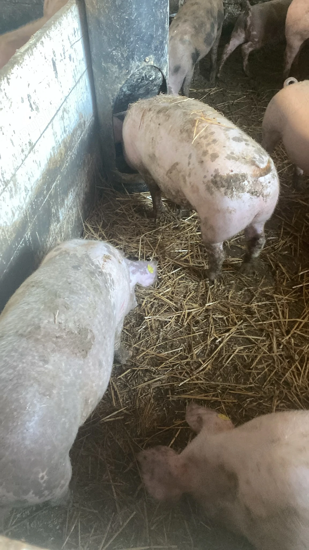 Porci pentru Crăciun   