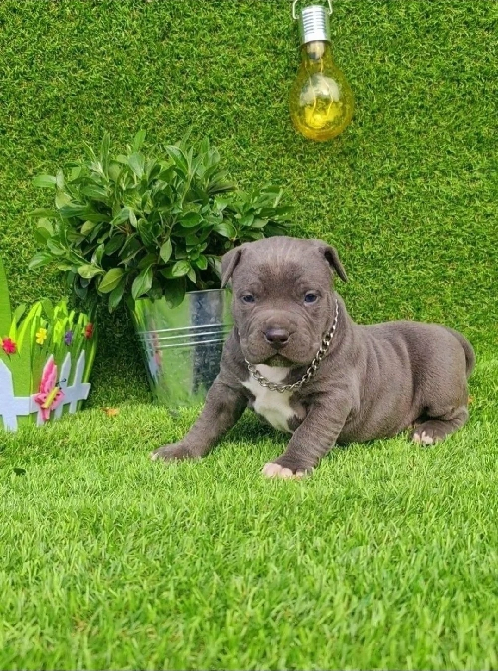 Amstaff blue din parinti de exceptie cu pedigree