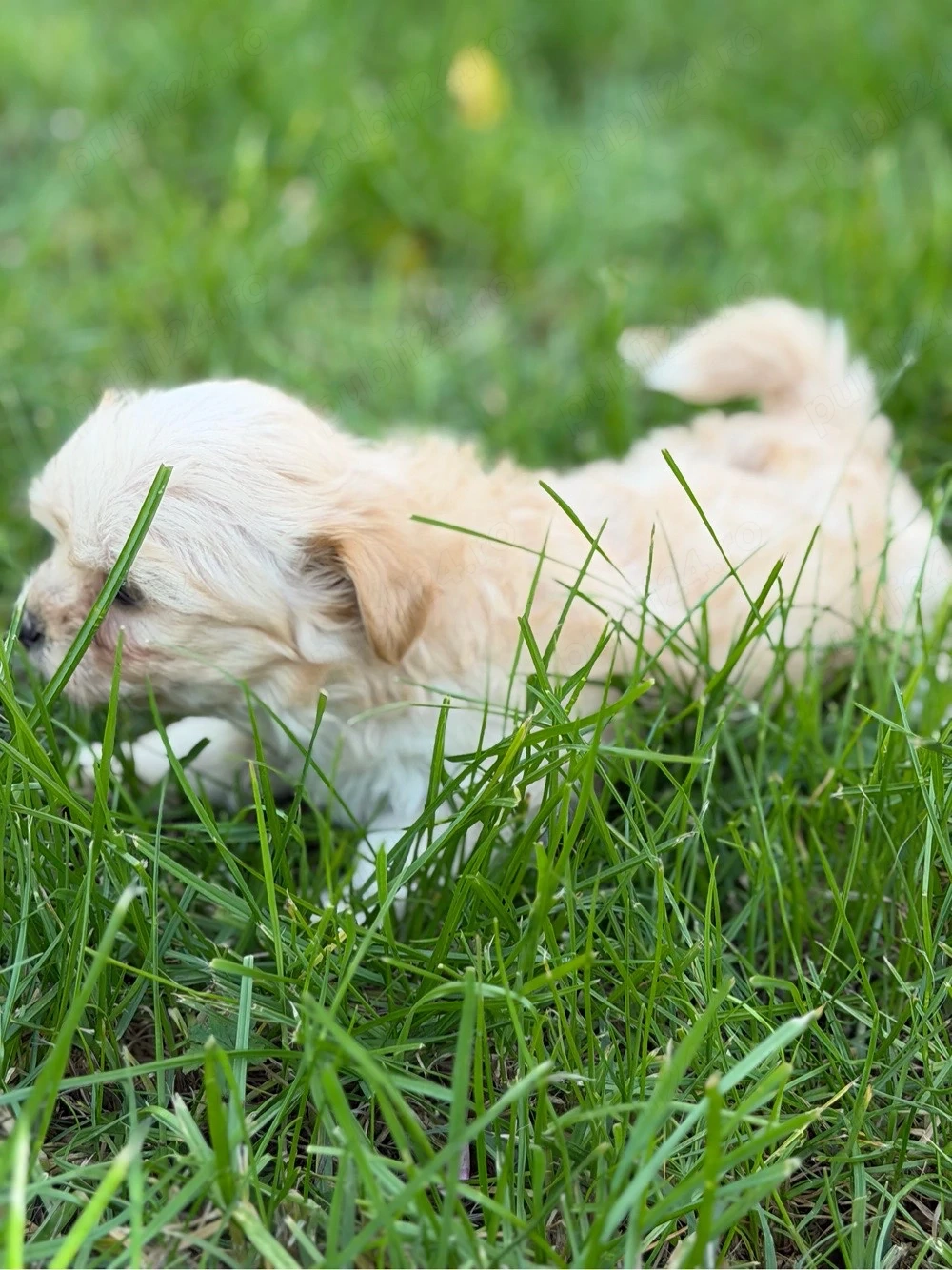 Fetita bichon