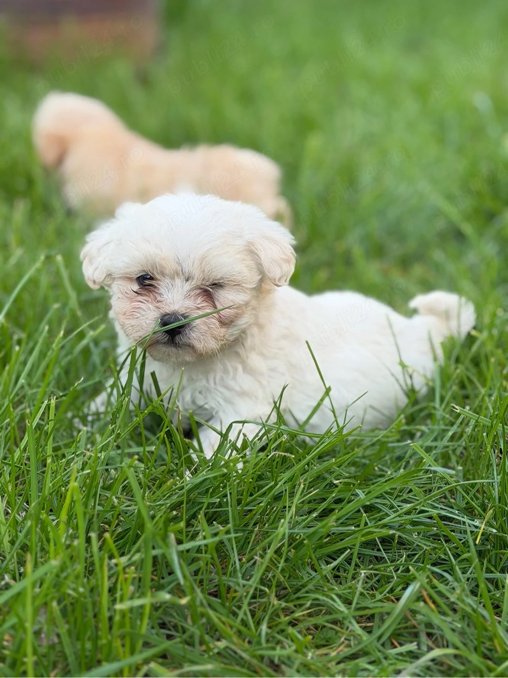 Baietel bichon