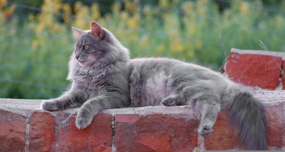 Vând pisici Maine Coon 