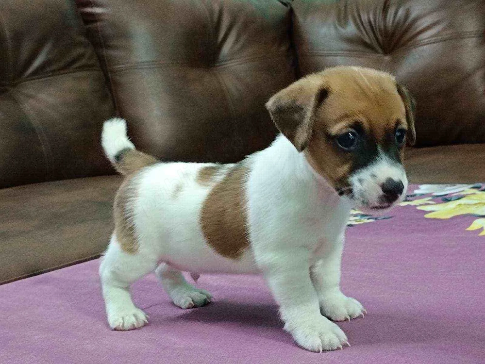 Jack Russel Terrier - Canisă Autorizată 