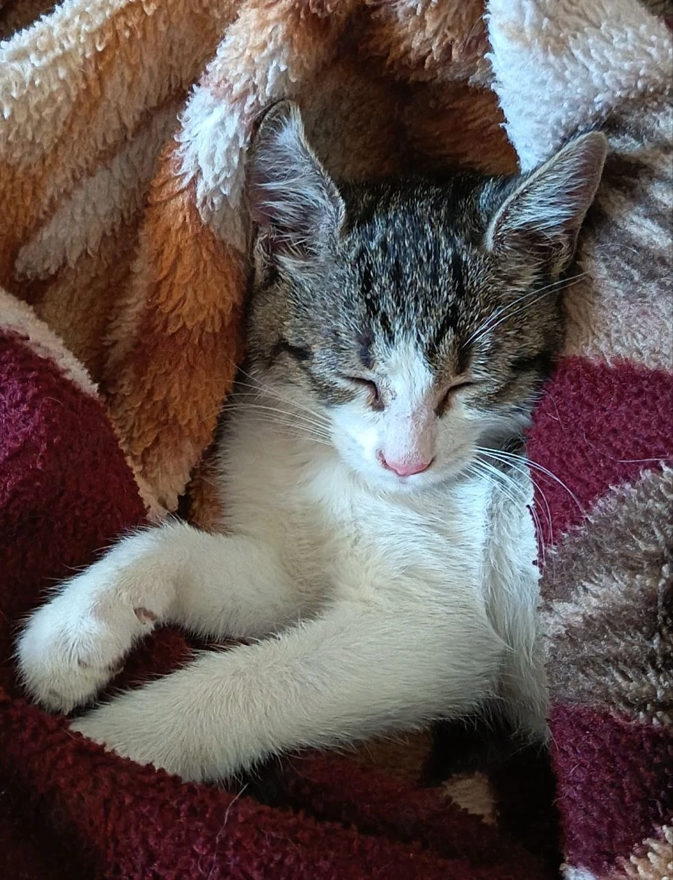 Ofer spre adoptie o pisicuta dulce si iubitoare