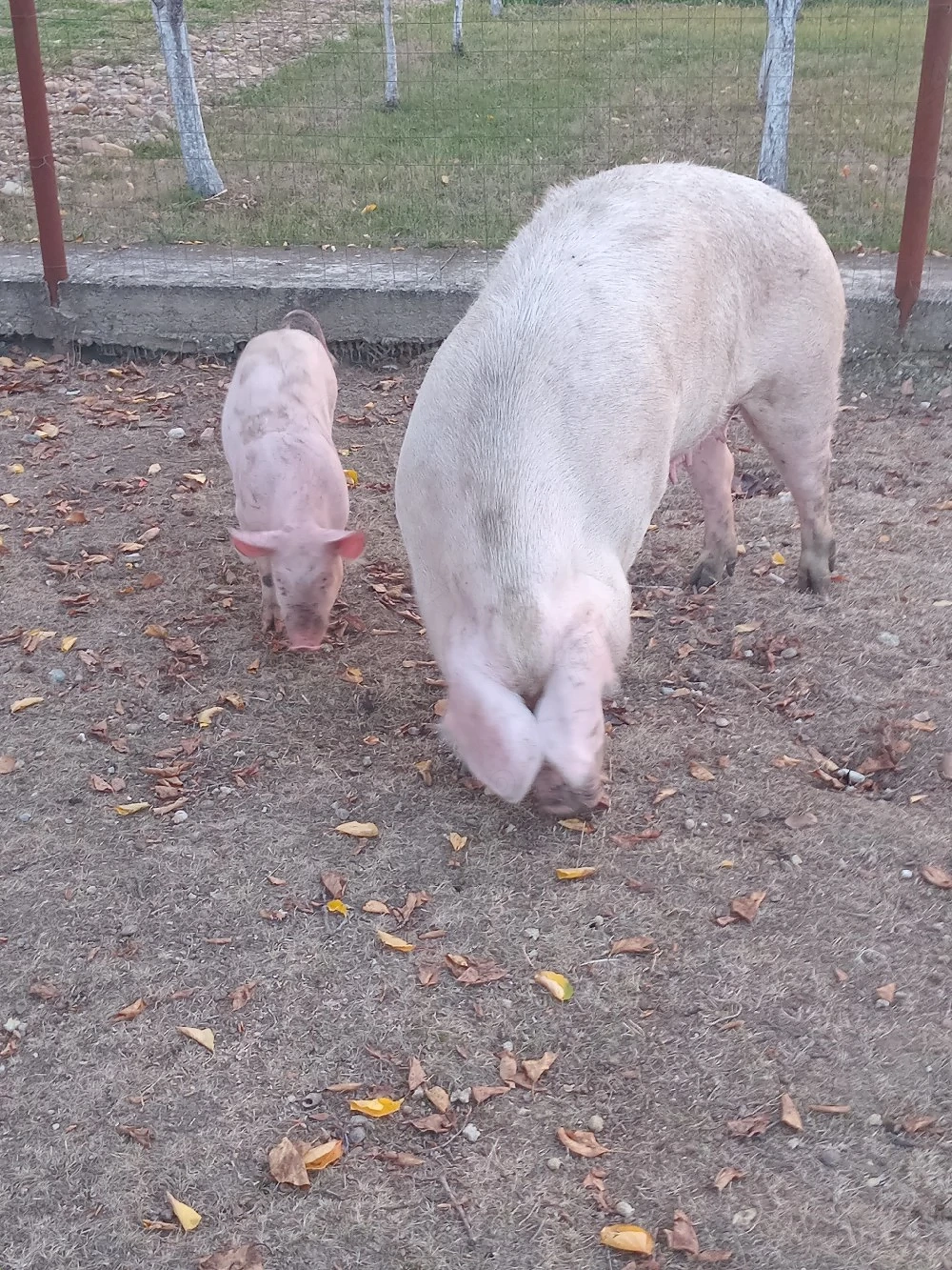 vînd scroafâ pentru sacrificat .