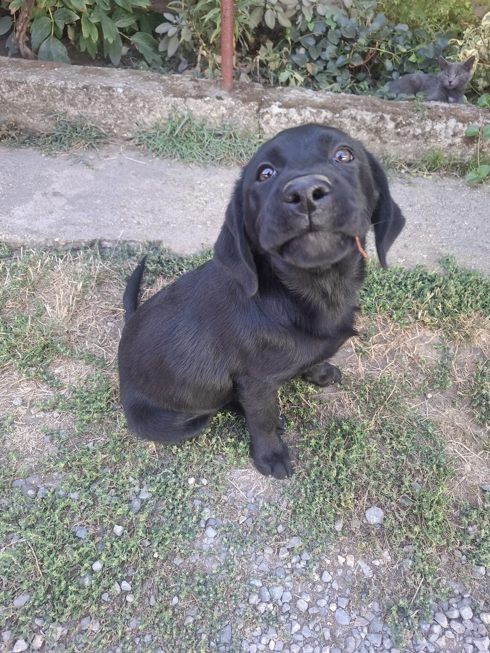 Cățelușă labrador retriever 