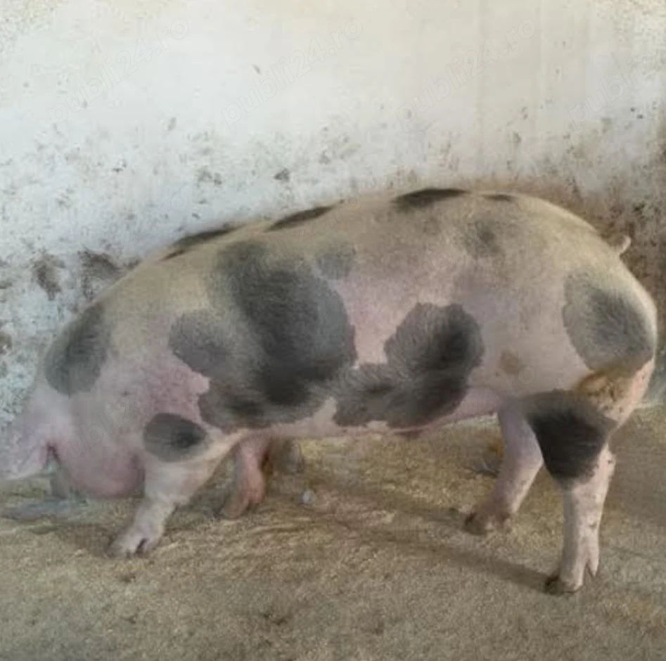 Porci de carne 