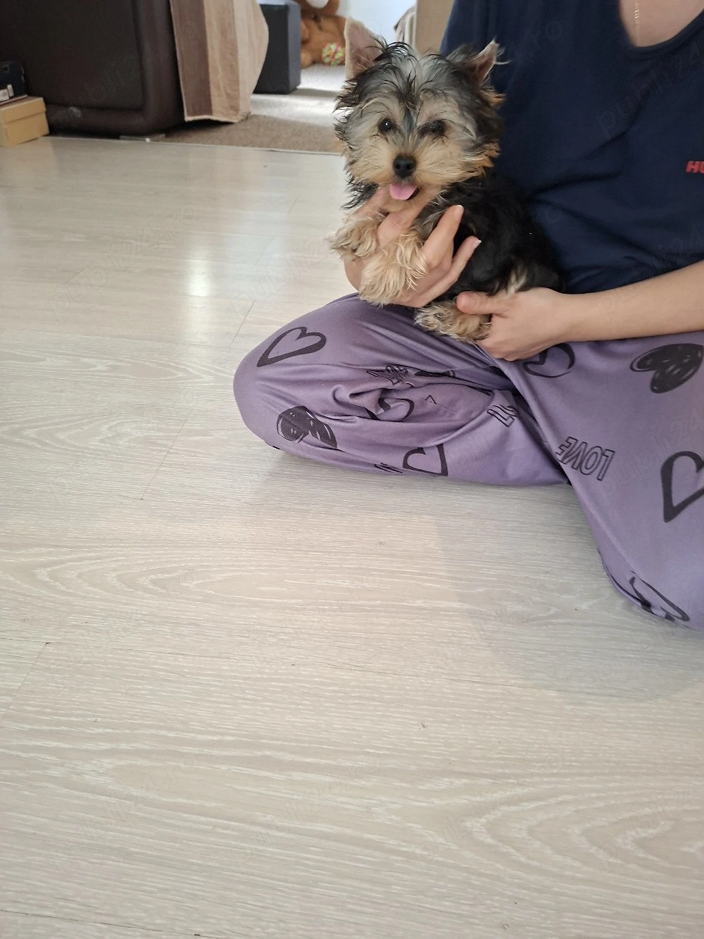 Yorkshire Terrier 4 luni