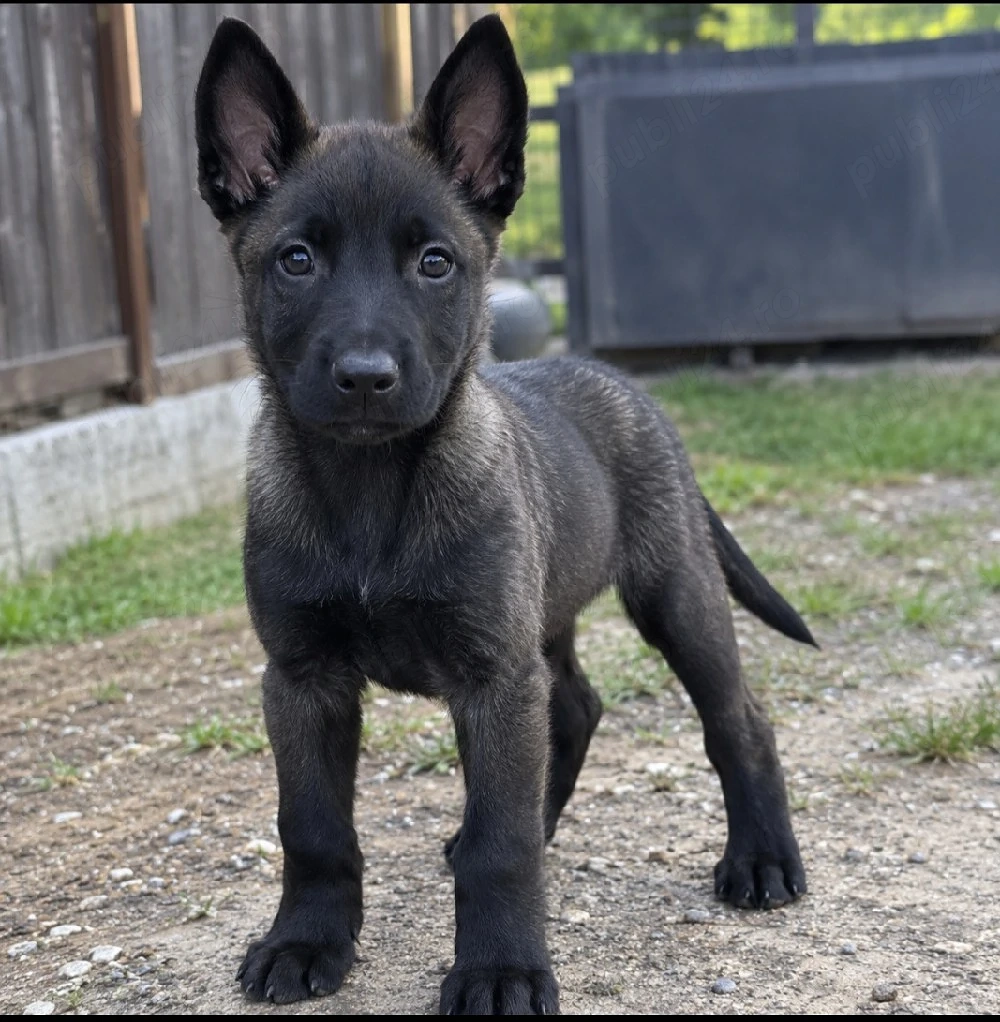 Ciobanesc belgian malinois cu Pedigree! FCI 