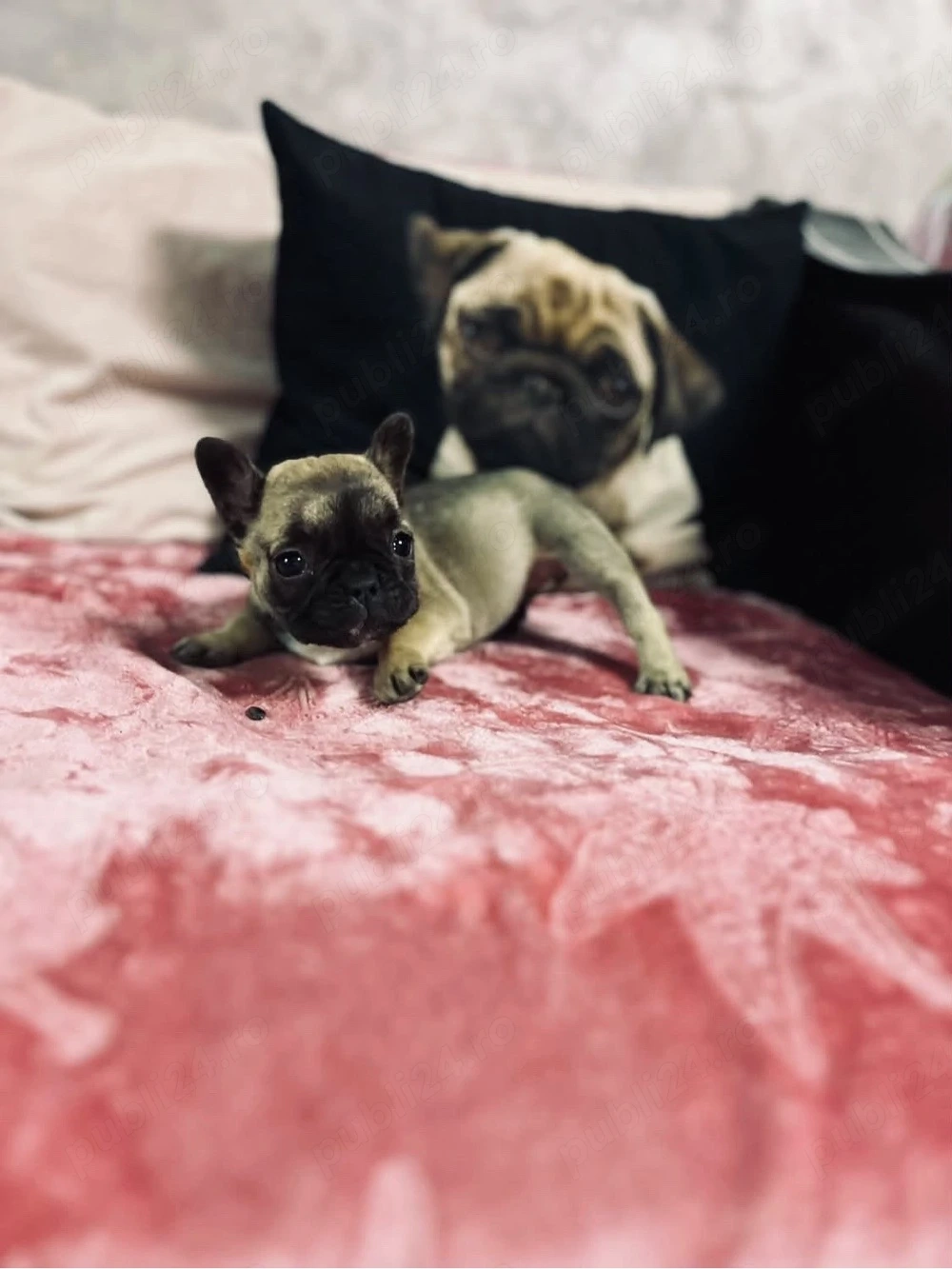 vand buldog francez
