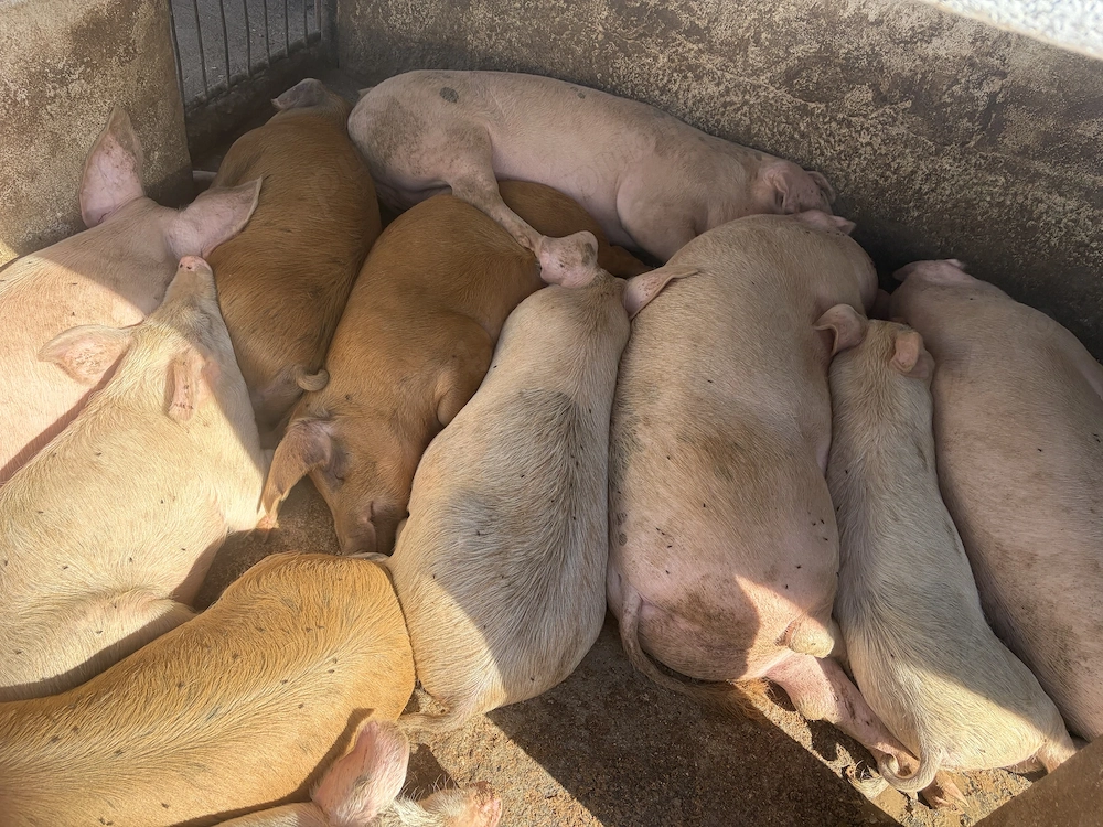 Porci diferite mărimi