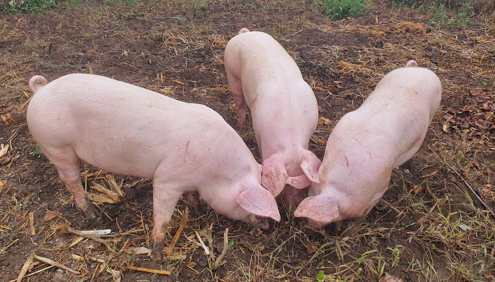 Porci de tara pentru Craciun 
