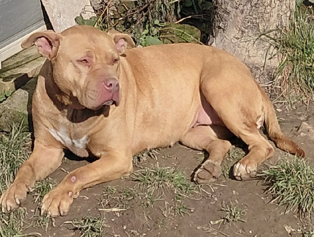 DONEZ metis Amstaff 