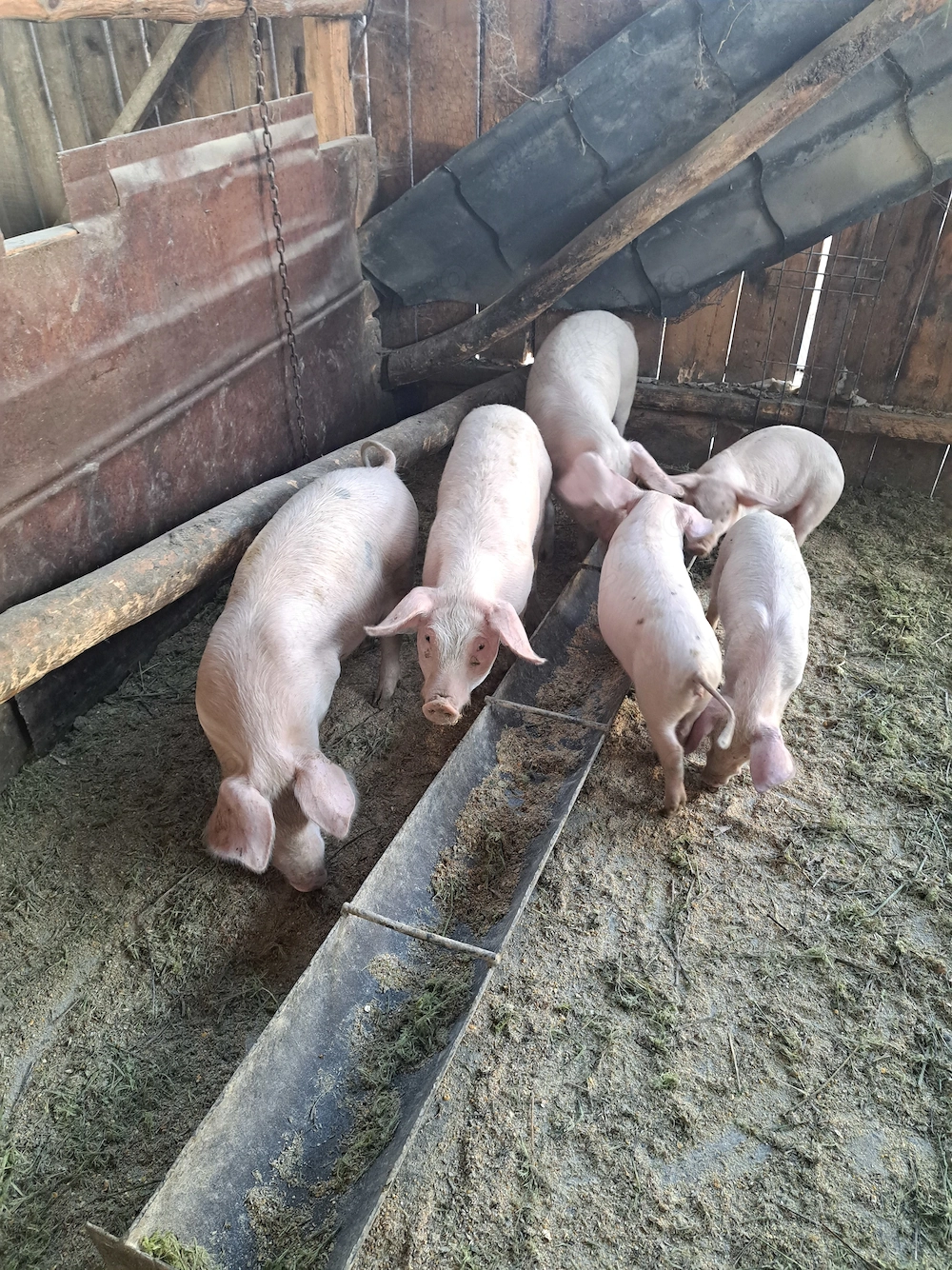 Vând purcei de 9 săptămâni 4 bucăți și 3 purcei de 12 săptămâni 