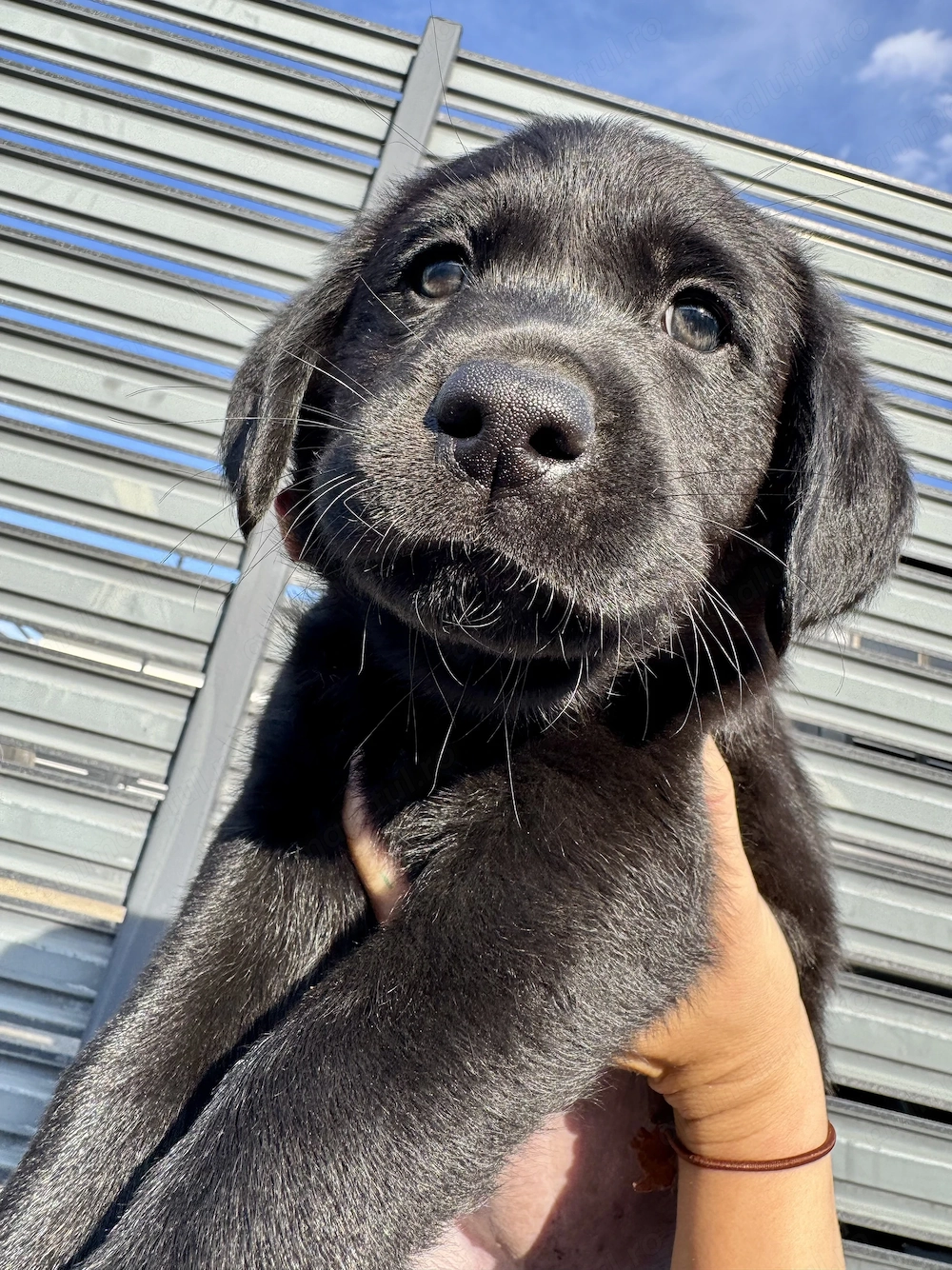 Femele Labrador de vanzare