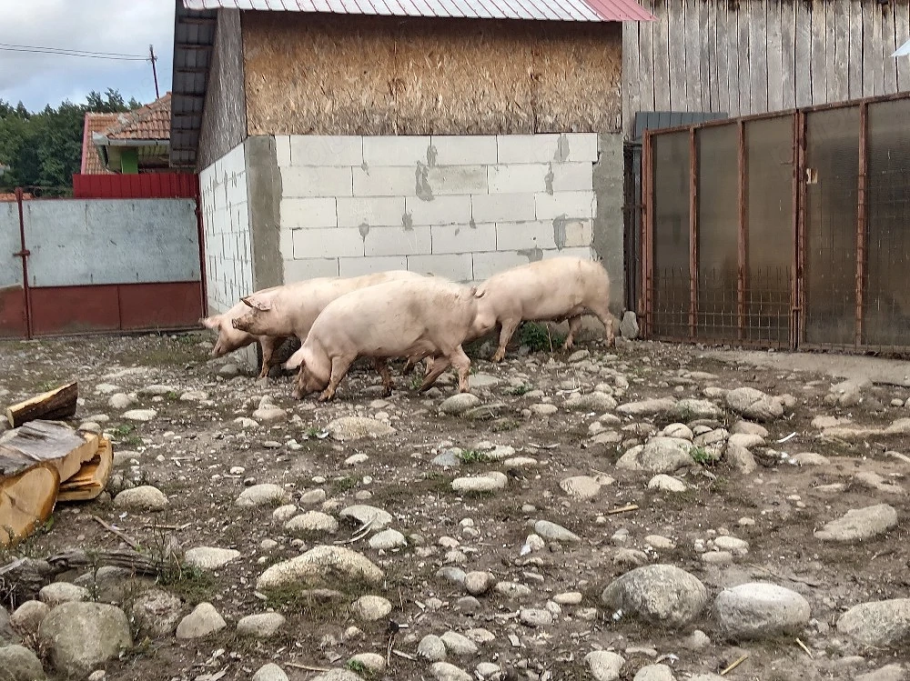 Vand porci