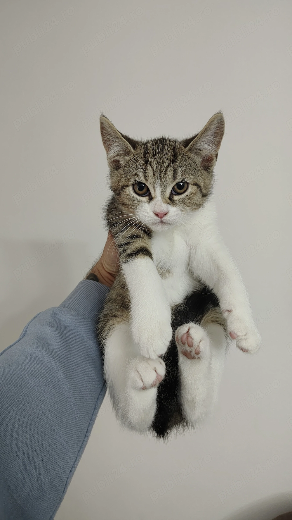 British Shorthair Mix 