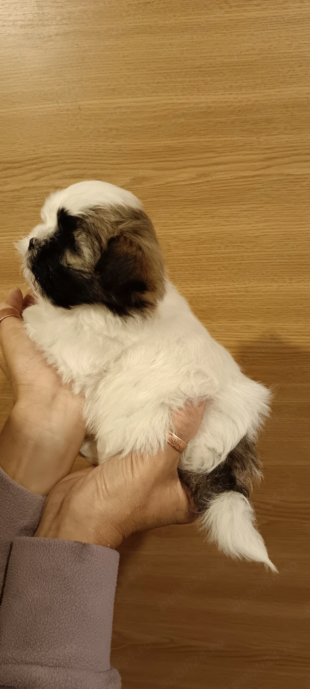 Shih tzu pui , cu carnețel, deparazitare și vaccinare.