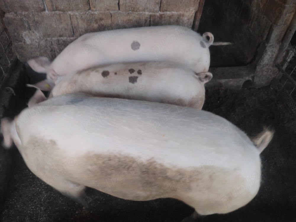 Vand porci  la alegere între 180-190