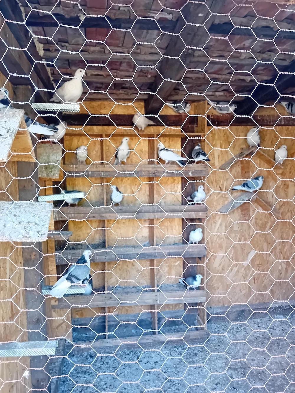 Jucatori de Galati tineret si maturi