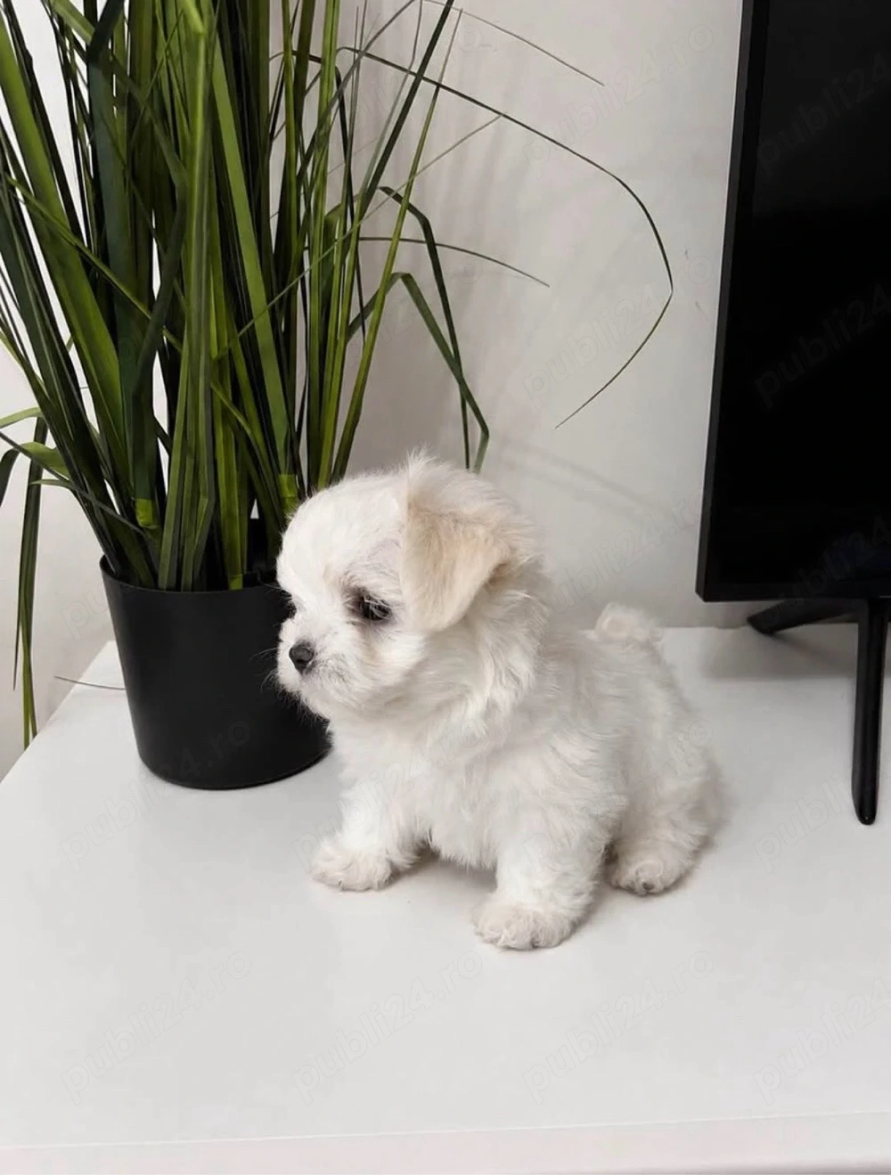 bichon mini toy ce mai mica talie 