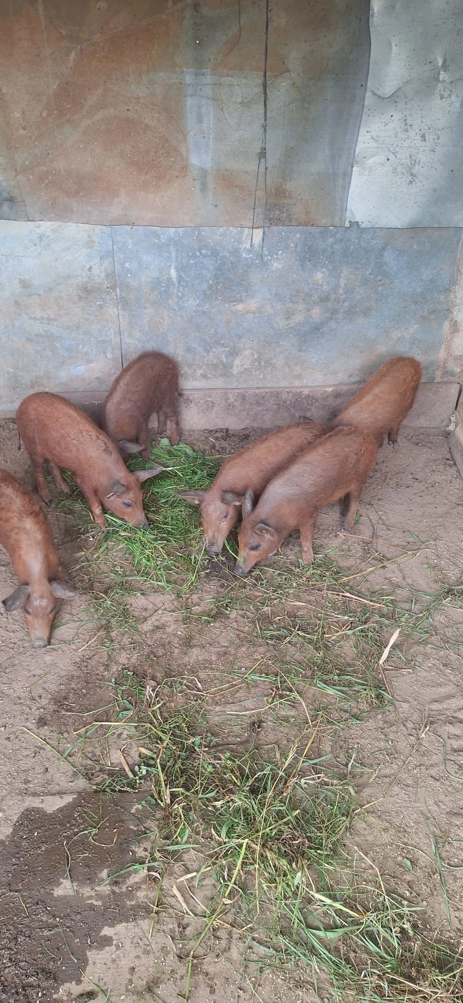 Purcei si porci Mangalița de vanzare 