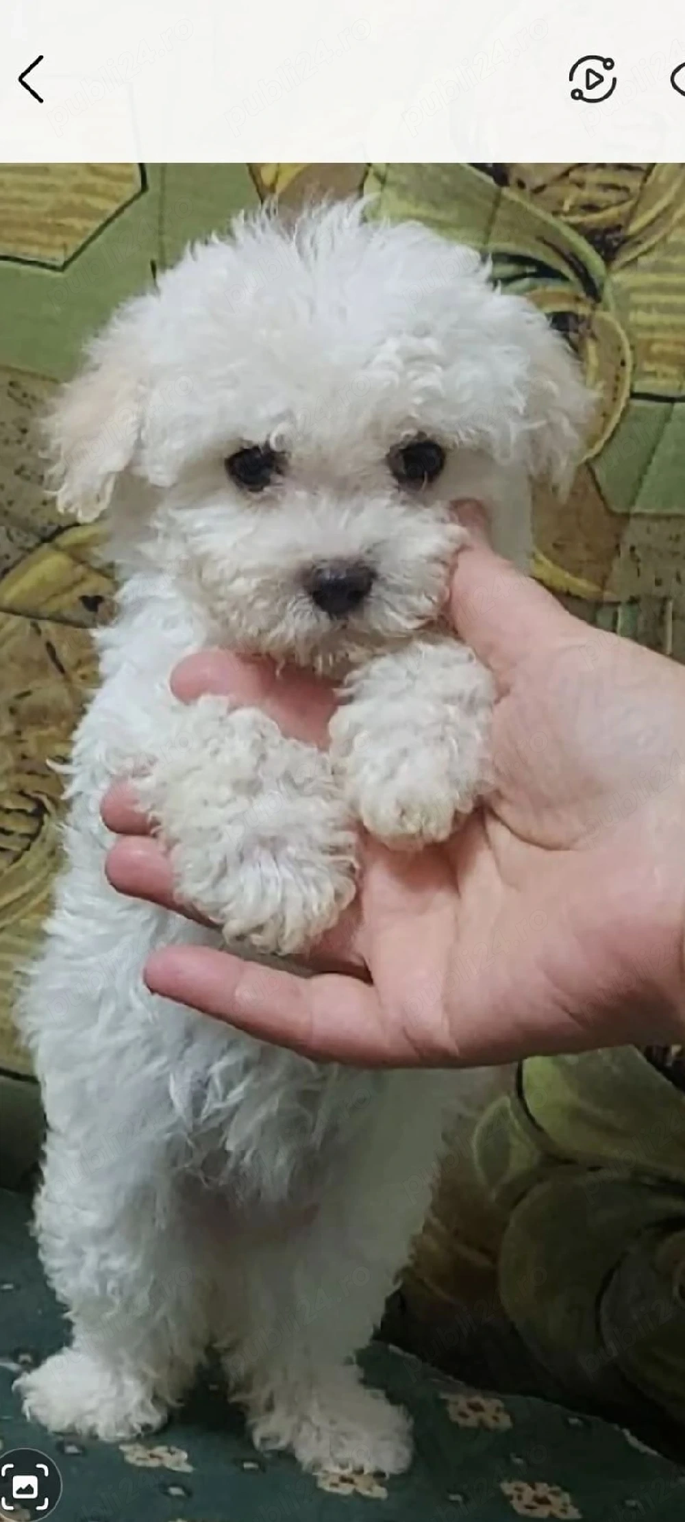 Catelusa Bichon Maltez 